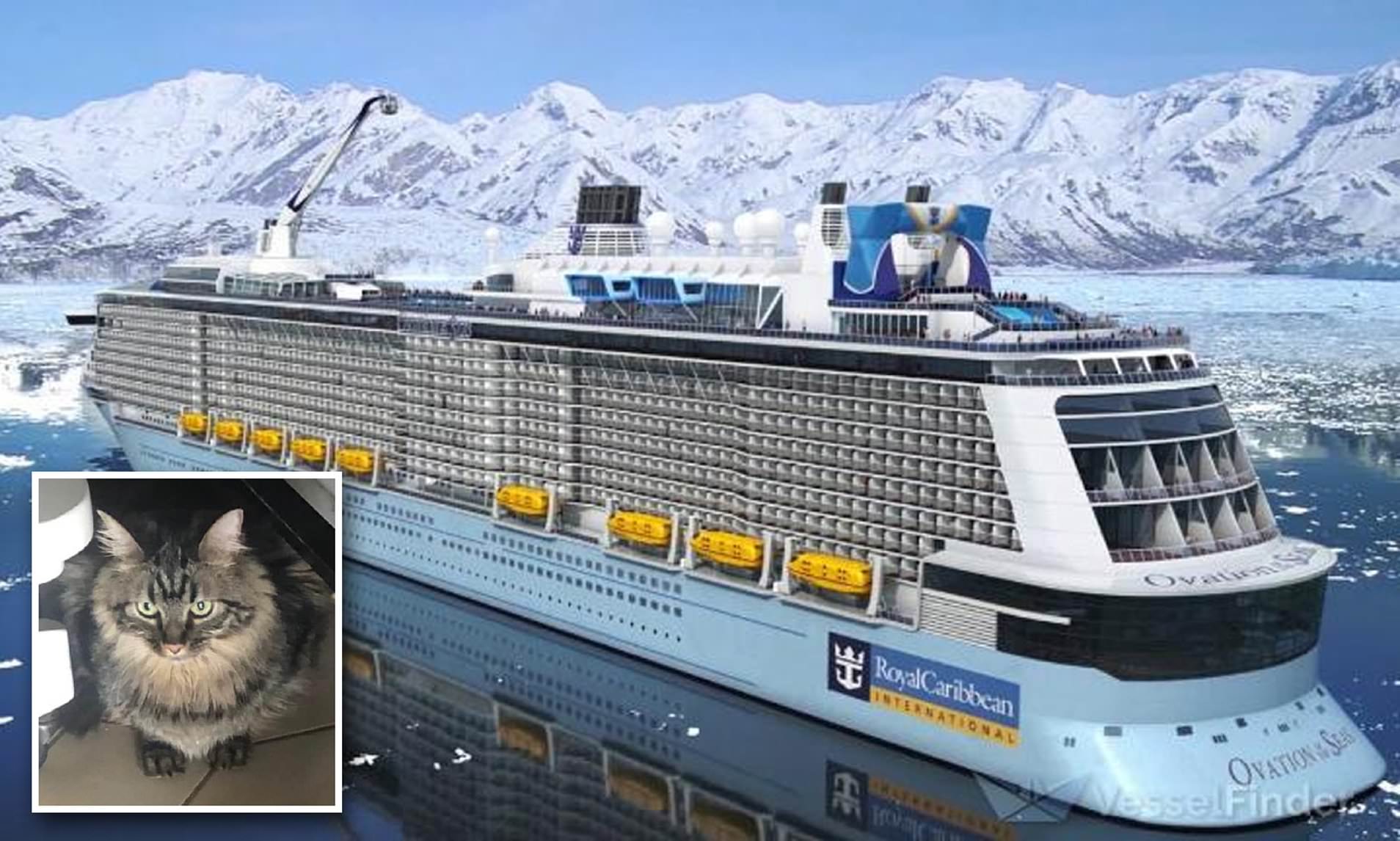 Royal Caribbean's Ovation Of The Seas Cruise Passenger Smuggles Pet Cat ...