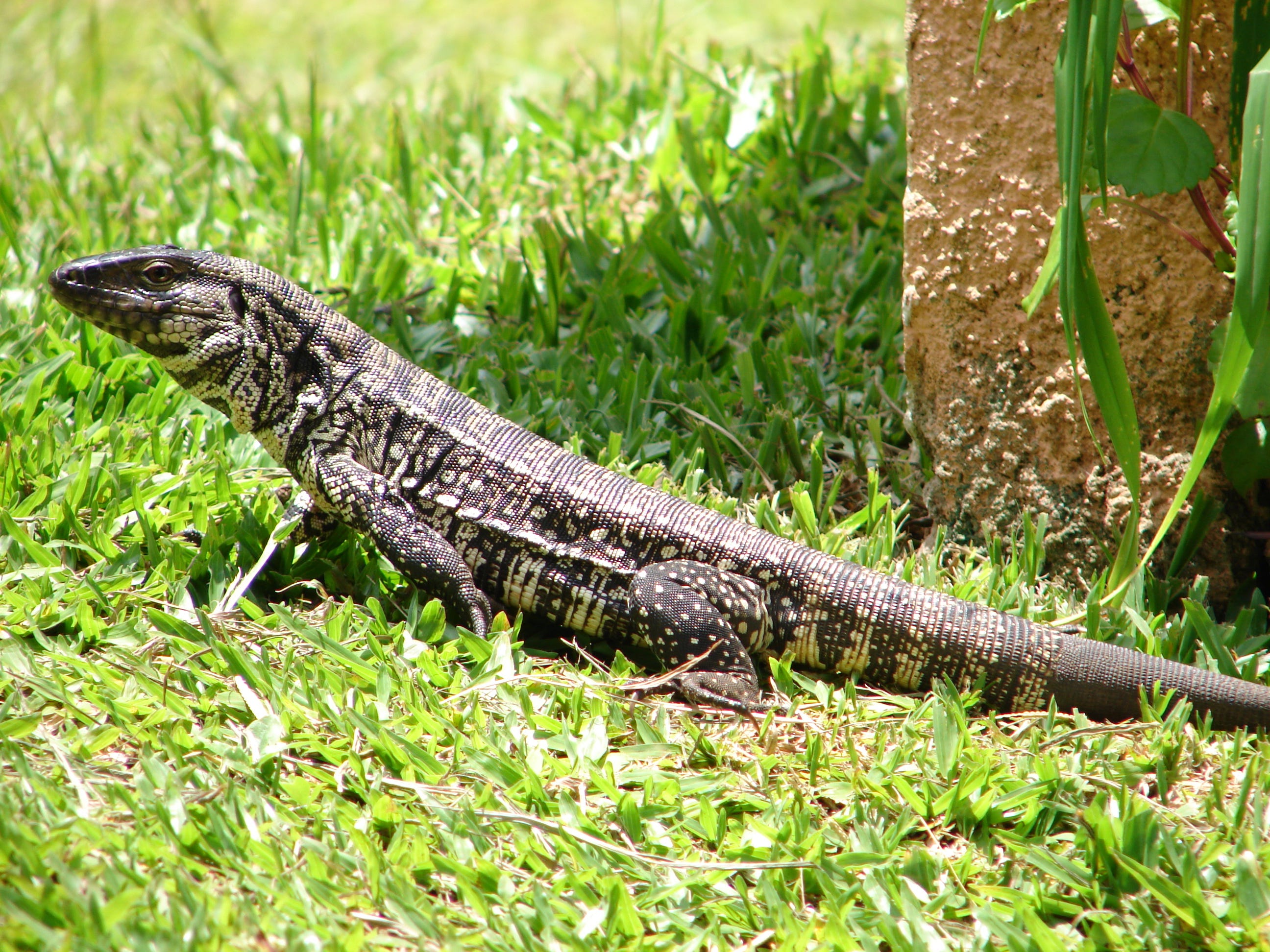 Invasive species of lizard spotted around South Carolina