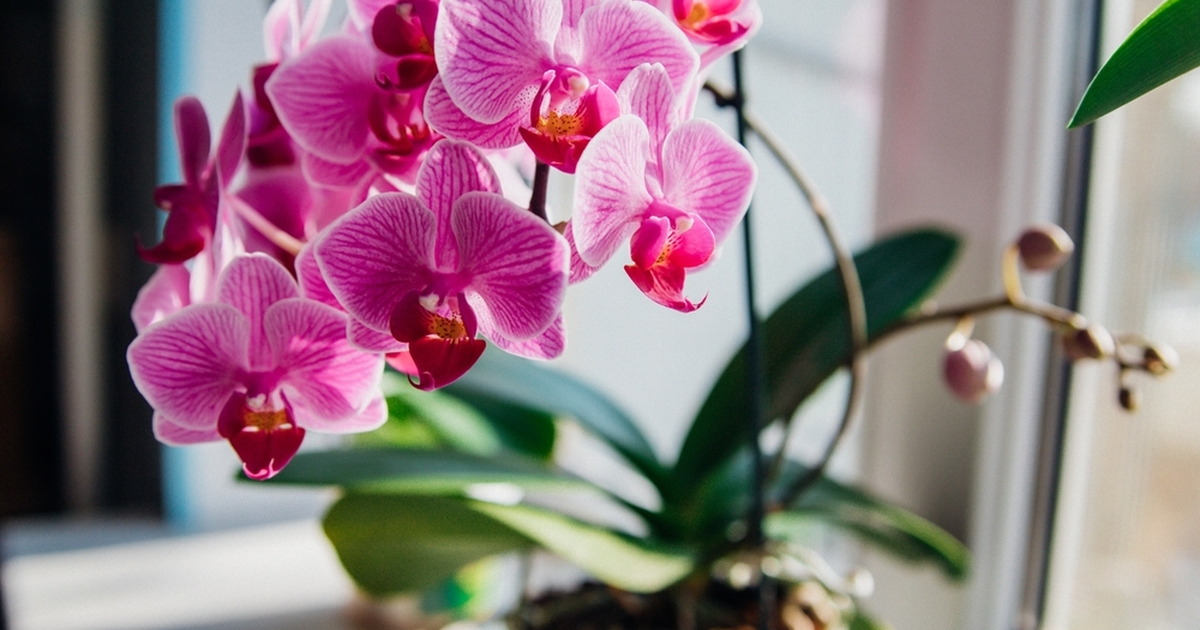 vand dine orkideer med dette: det sikrer opblomstring og sundhed