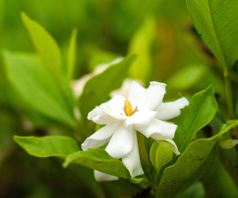How to care for gardenia indoors an expert horticulturalist shares