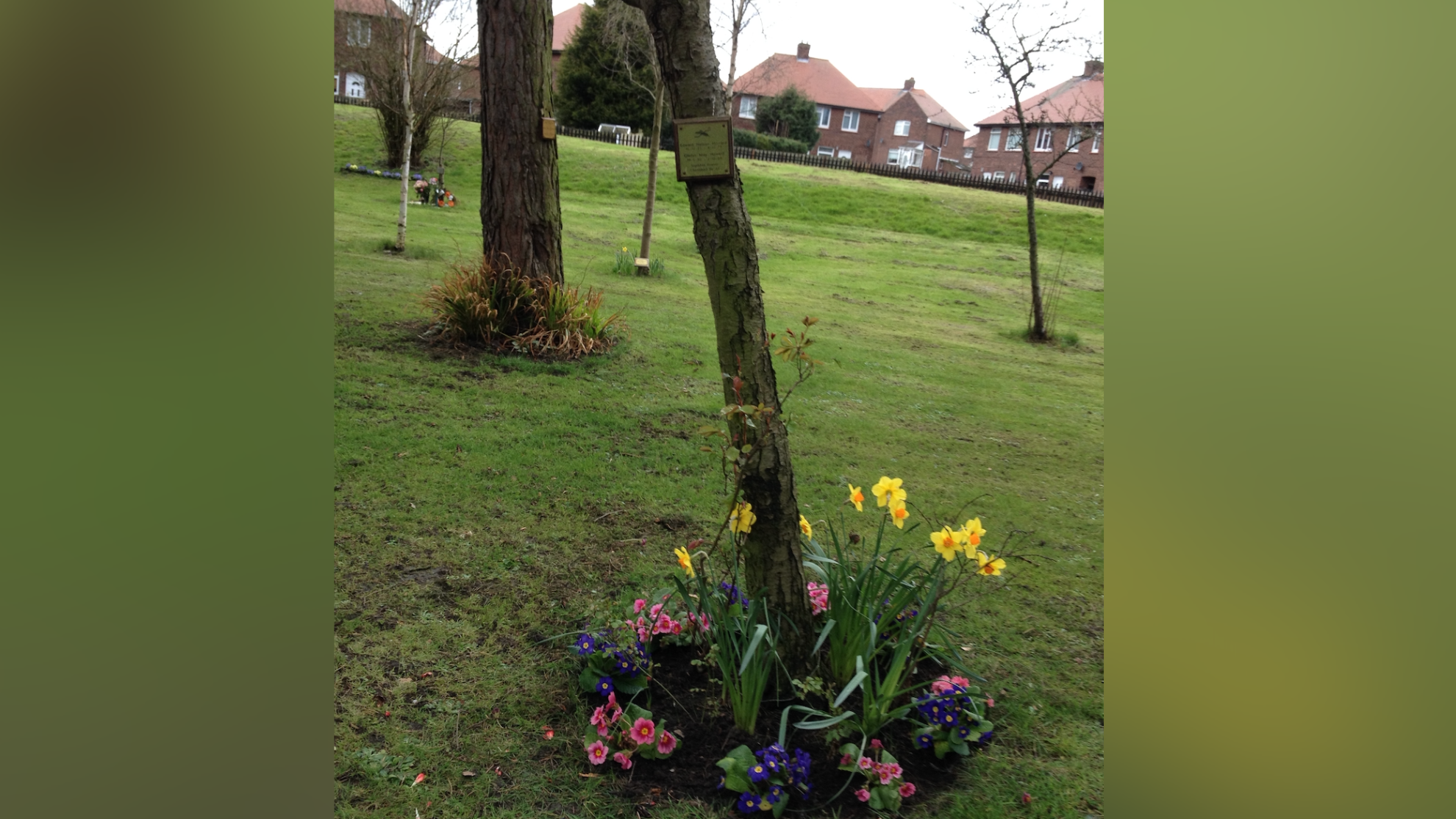family 'devastated' after council fells memorial tree