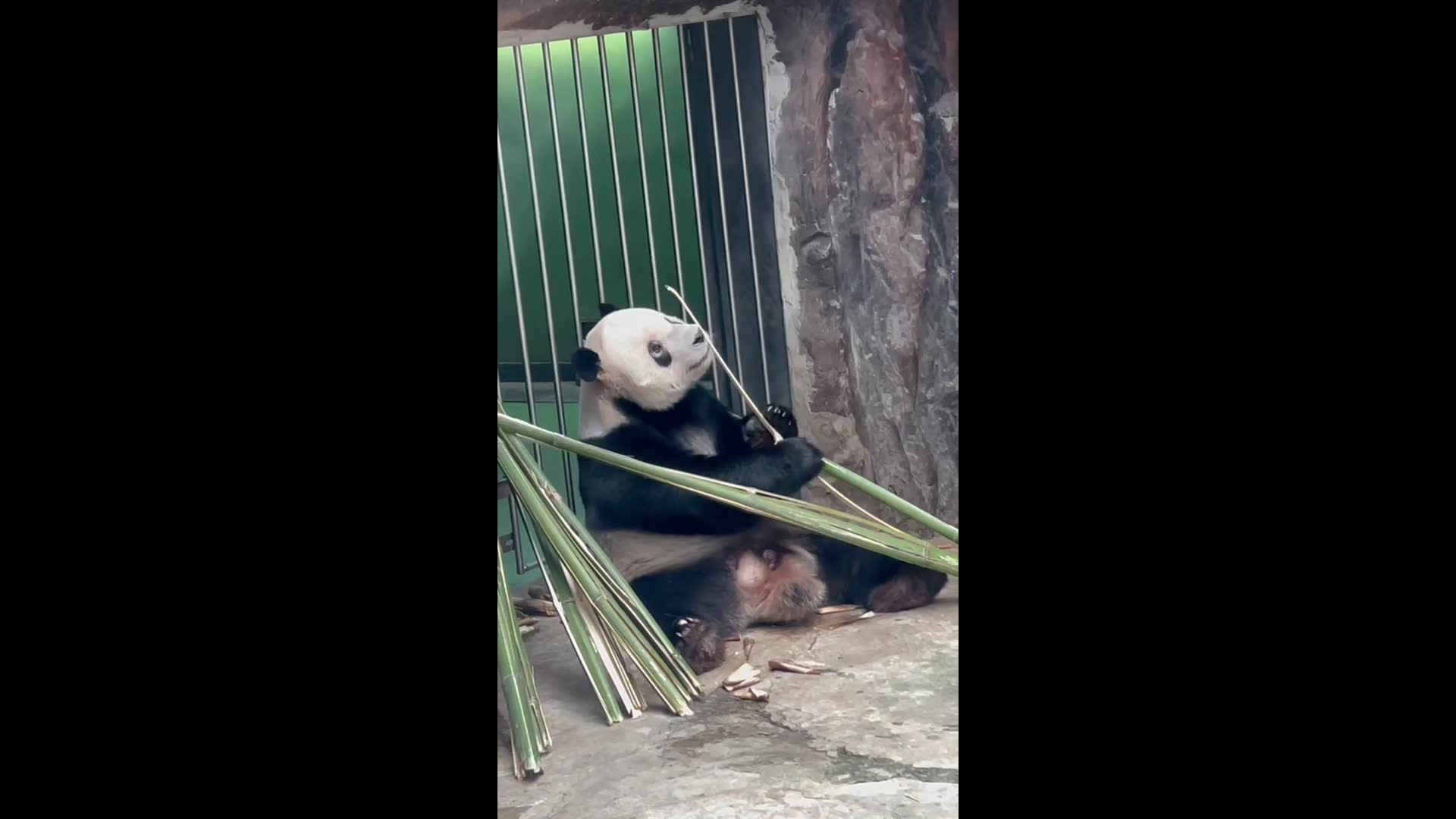 Adorable Panda Breaking Bamboo in Beijing, China