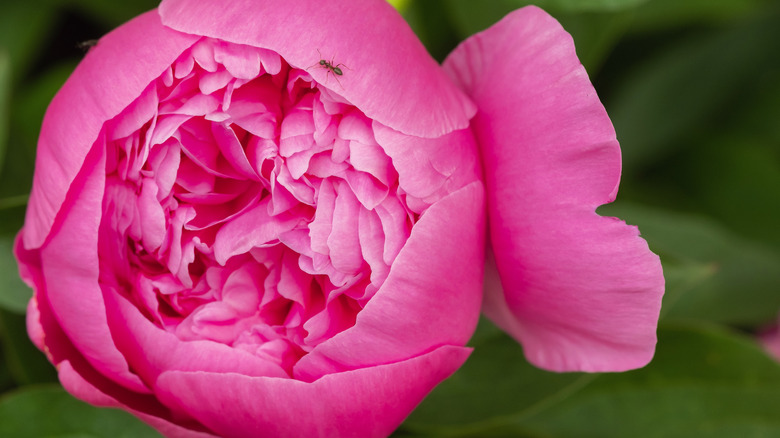 The Best Ways To Remove Ants From Your Cut Peonies   AA1m9Hox.img