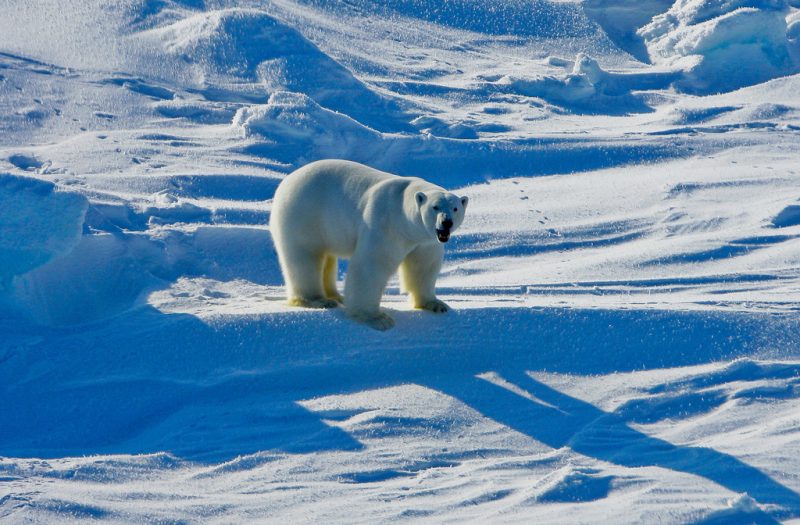 Marking The 50th Anniversary Of The Endangered Species Act