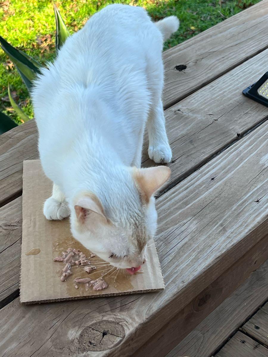 FOUND CAT: Emaciated, intact male (est 1-2 years old) with injured eye ...