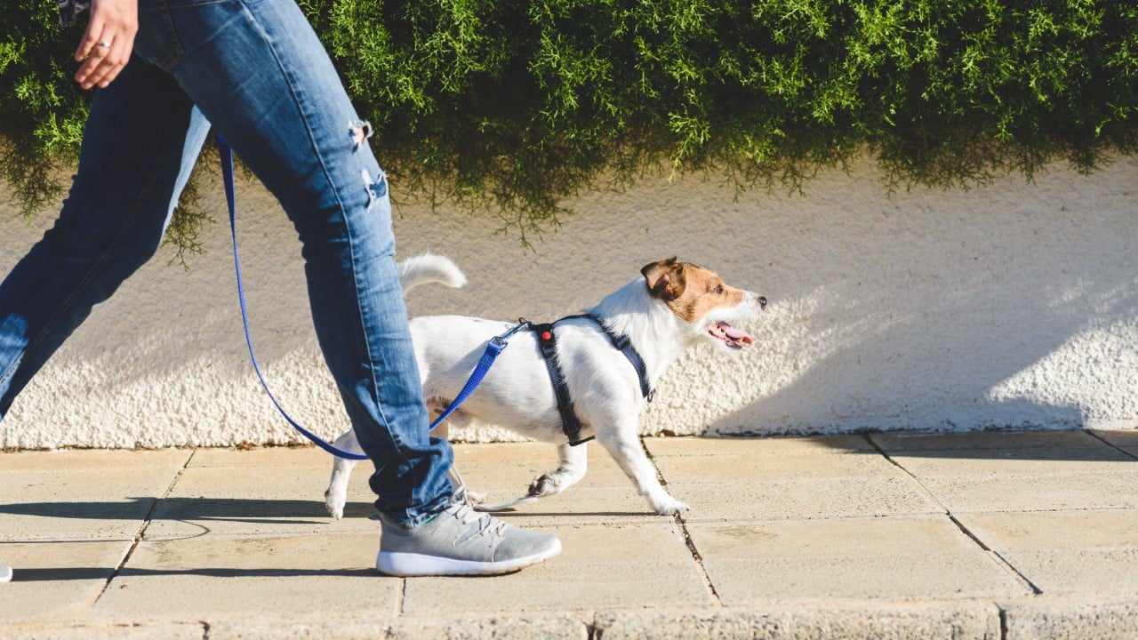 <p>For animal lovers, dog walking or pet sitting is enjoyable and profitable. Build a client base in your community and expand through referrals. It’s a good idea to get insurance, too, as it protects you and your clients and it helps to establish trust.</p>