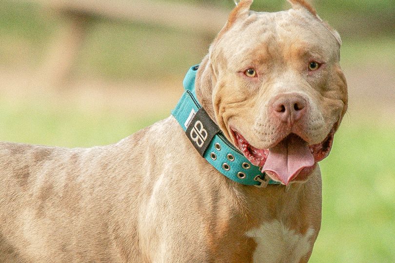 uk ban bully breeds        
        <figure class=