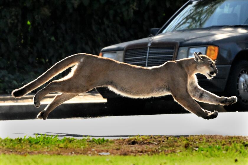 California Mountain Lion Population Is Thousands Fewer Than Previously   AA1mA14J.img