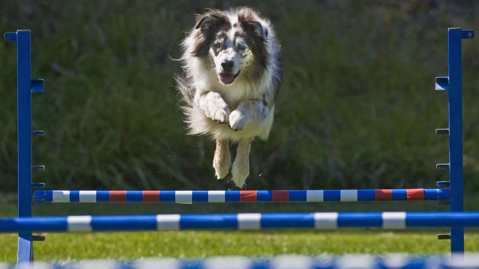<p>                     Dogs love to show off their athletic ability and let off steam. And this can be channelled into sporting prowess. Dogs love flyball, agility, canic-cross, sled-pulling, and many other canine sports that allow them to show off their skills, including in front of an audience. Cats prefer to curl up by the fire.                    </p>