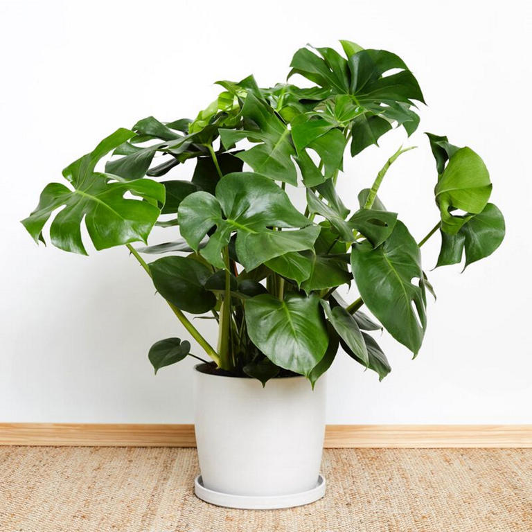 Monstera care guide – 5 expert tips to keep this tropical houseplant ...