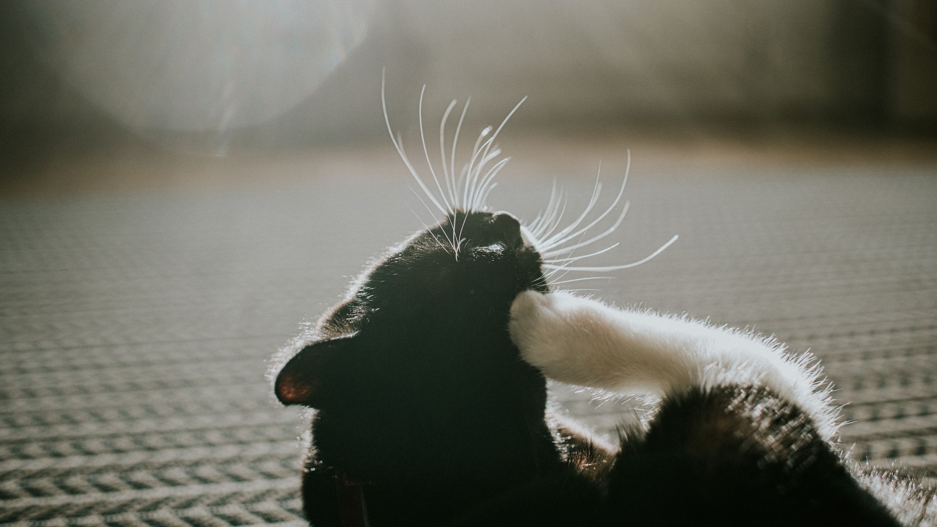 <p>                     Both species are prone to flea infestations, but cats are much more likely, according to several studies, including the Big Flea Project, carried out by the <a href="https://www.bristol.ac.uk/biology/news/2019/1-in-4-cats-and-1-in-7-dogs-carrying-fleas.html" rel="nofollow">University of Bristol</a>. Their study found that one in four cats had fleas, compared to one in seven dogs.                    </p>