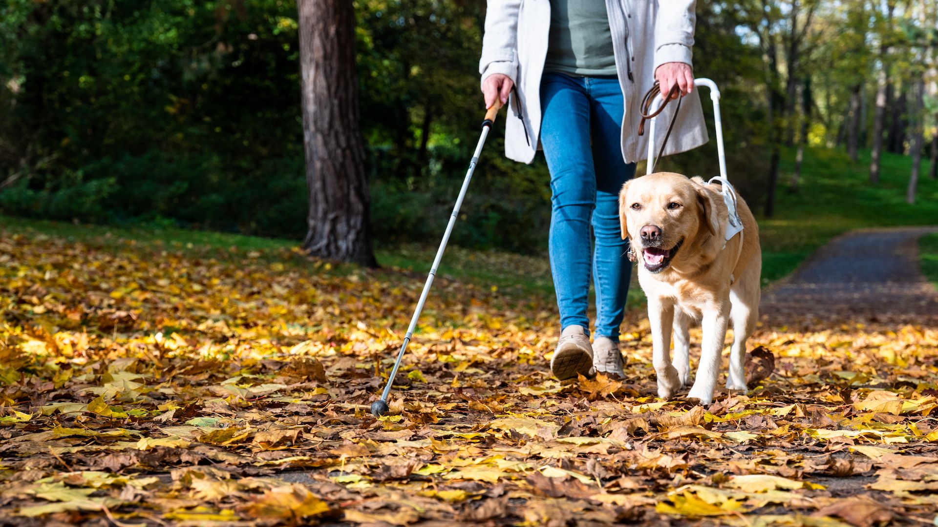 <p>                     Need we say more? Dogs give blind people the freedom to go about their daily lives. They can guide their owners in straight lines, stop at curbs, traffic lights, stairs and help them navigate unfamiliar environments. This mobility can lead to greater independence.                   </p>