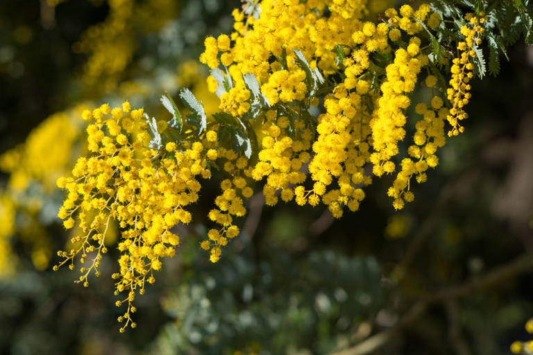 The essential guide to Australian native trees