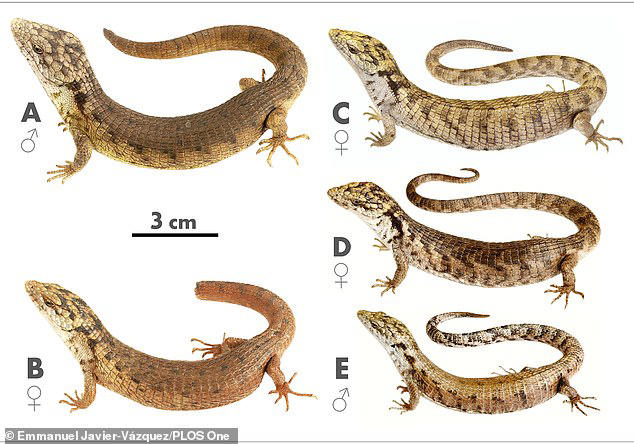 Scientists find new 'alligator-like' lizard hanging up to 60 feet in ...