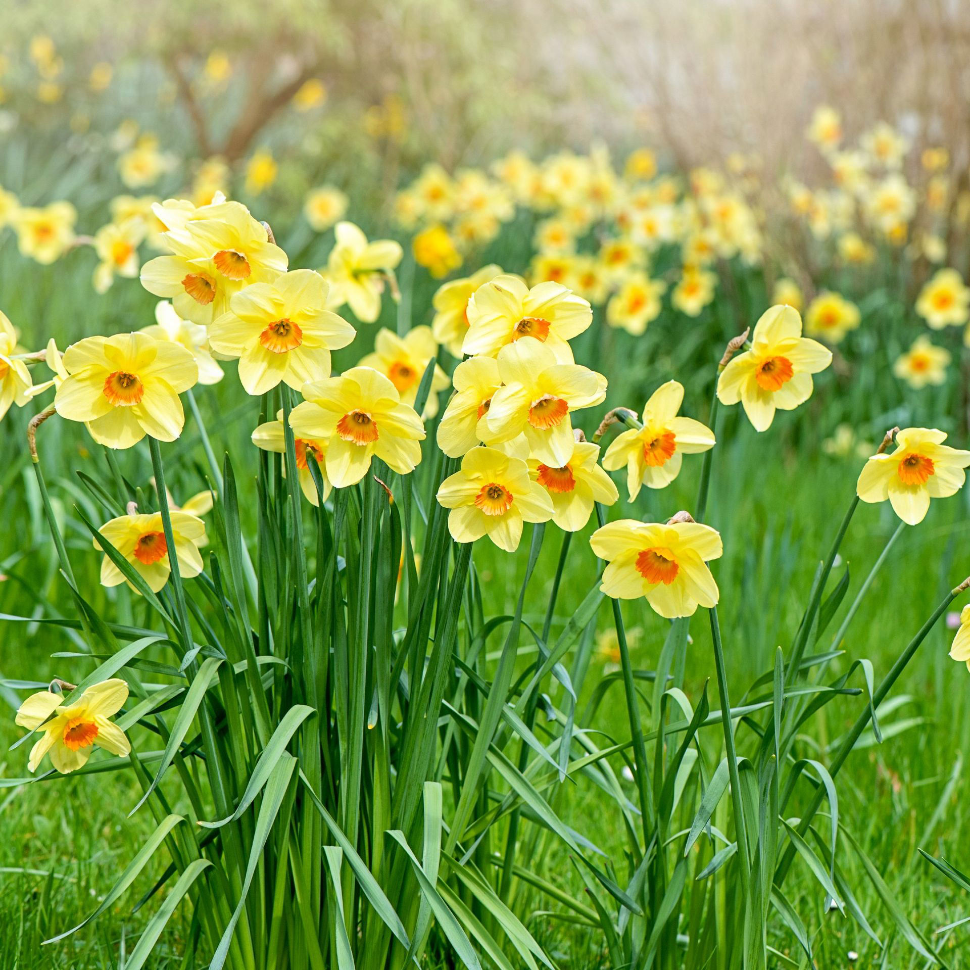 When to plant daffodil bulbs – there's still time, but you'll need to ...