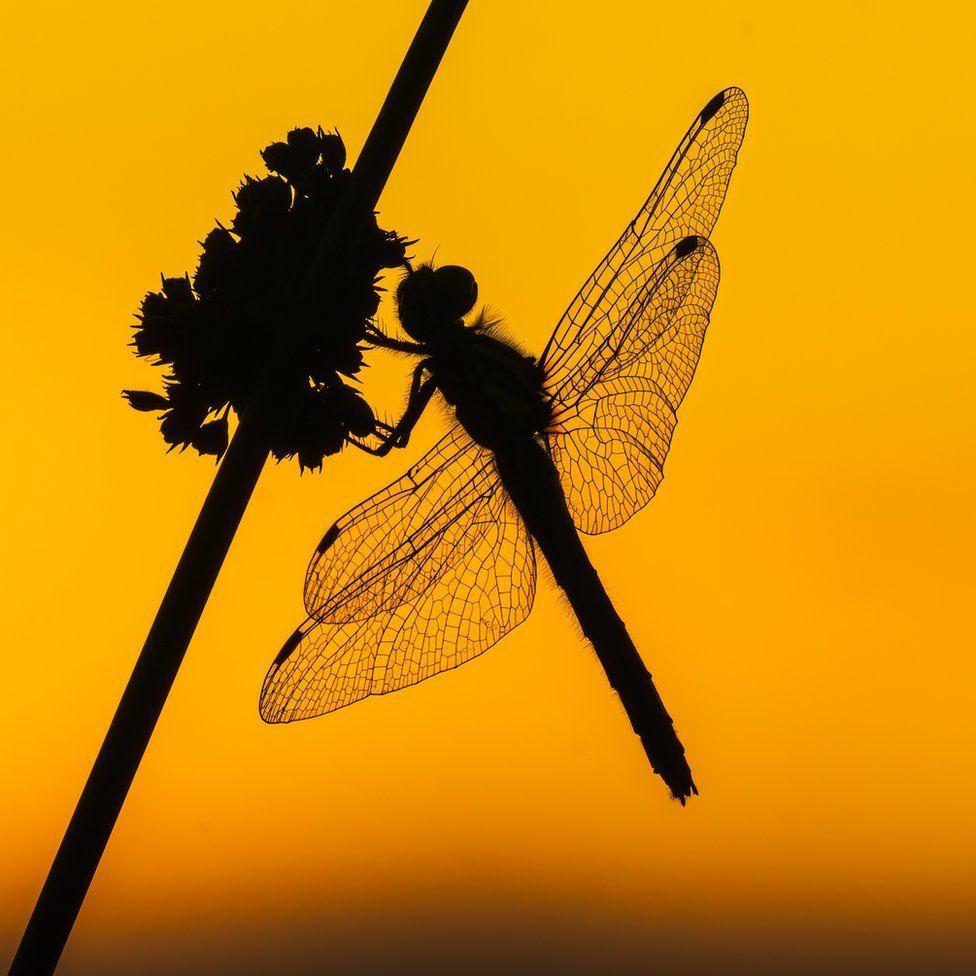 el fotógrafo que “congela el tiempo” para captar espectaculares imágenes de aves y mariposas