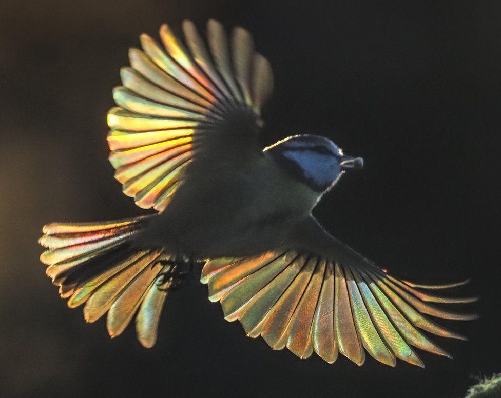 el fotógrafo que “congela el tiempo” para captar espectaculares imágenes de aves y mariposas