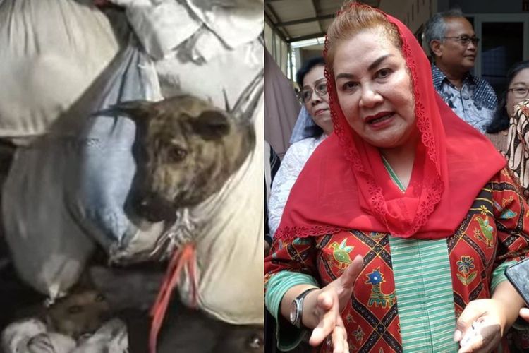 Viral, 226 Anjing Yang Nyaris Dijagal Di Semarang Berhasil Diamankan ...