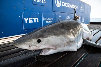 2 Great White Sharks Tagged By OCEARCH Tracked Off Florida, Near Marco ...