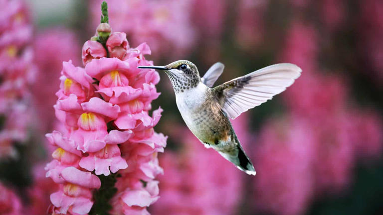 Do Hummingbirds Like Snapdragons: Exploring the Attraction