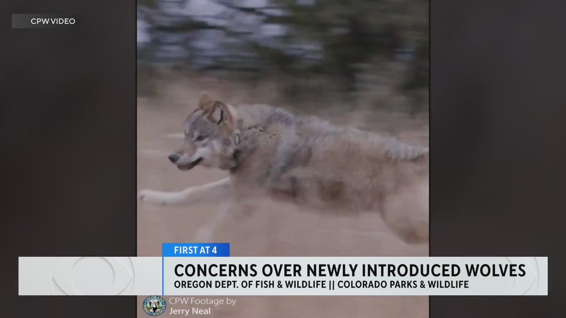 Some Reintroduced Colorado Wolves Came From Packs With History Of ...