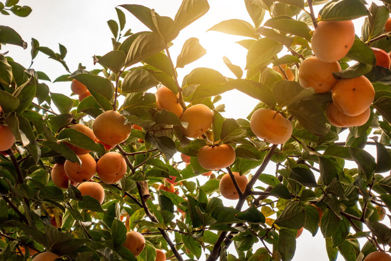 Persimmon: Nutritionist Praises Chinese Fruit As 