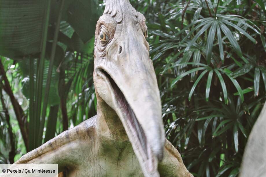 Des espèces multiples