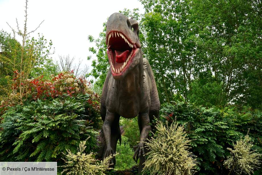 Repenomamus contre Psittacosaurus