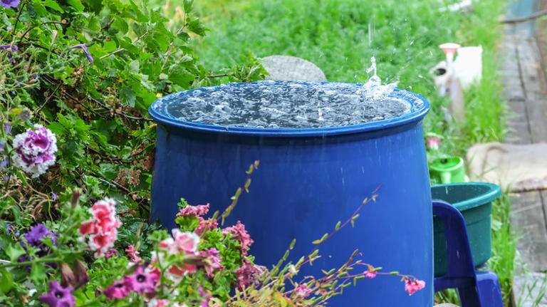 Rain Water Vs. Distilled Water: Which Is Best For Watering Your Plants?