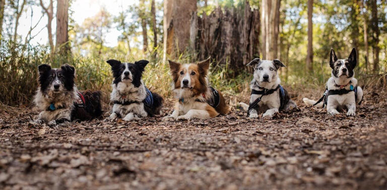 Dogs are incredible, if unlikely, allies in conservation