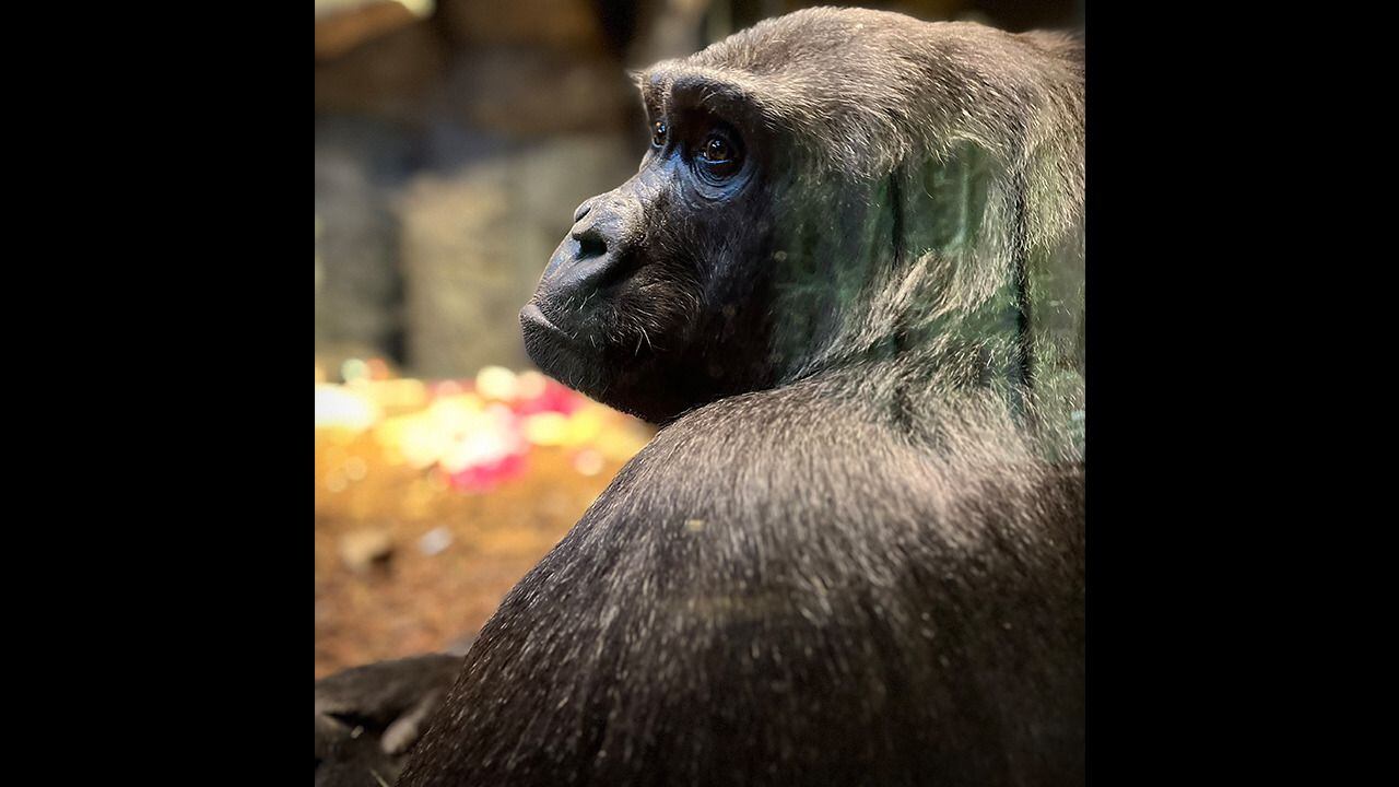 Omaha’s Henry Doorly Zoo Announces Death Of Beloved Gorilla