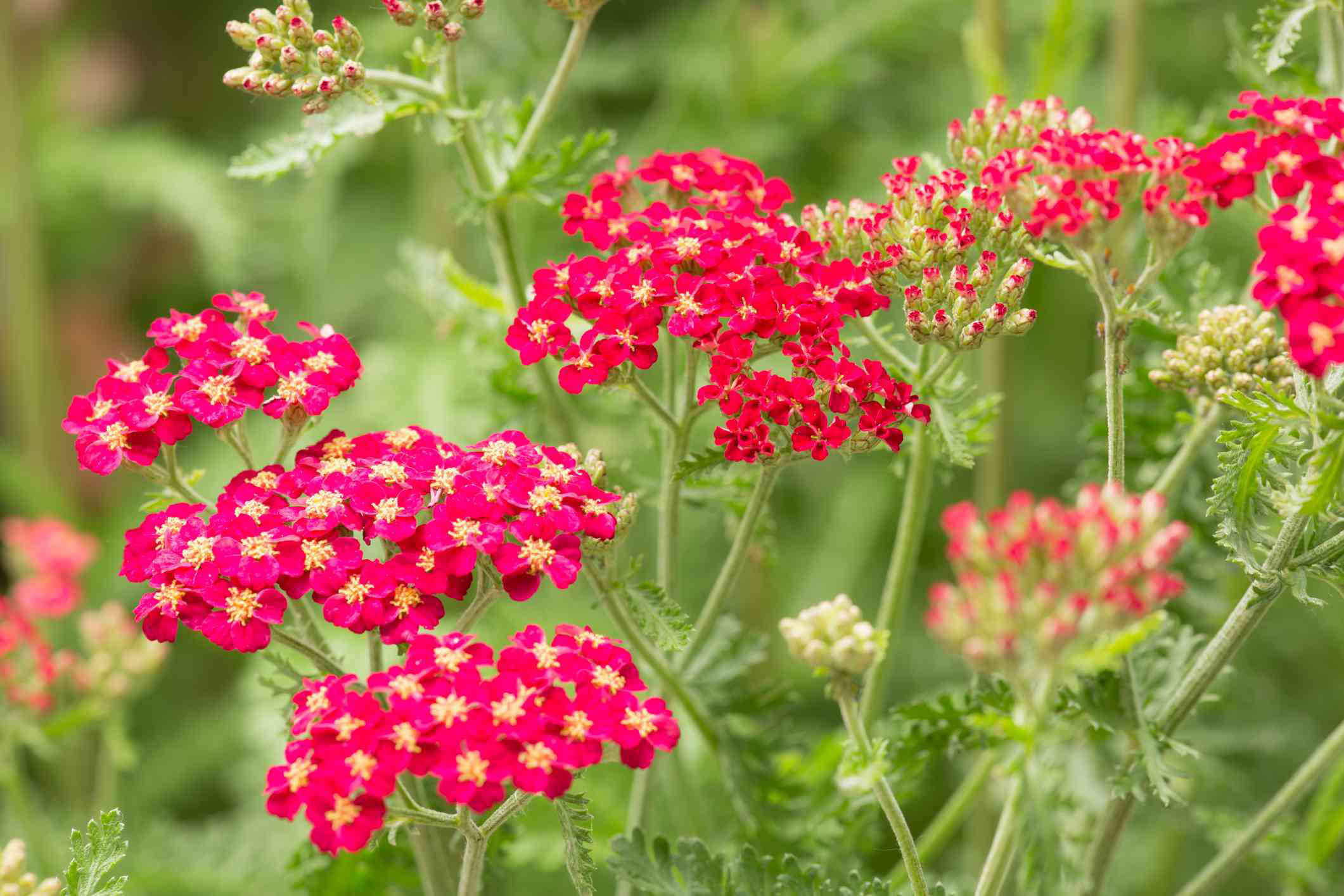 Annuals vs. Perennials: Here's the Difference Between These Plants