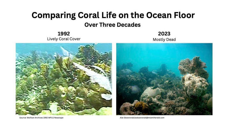 Can Florida’s corals survive climate change? Fate of one small reef may ...