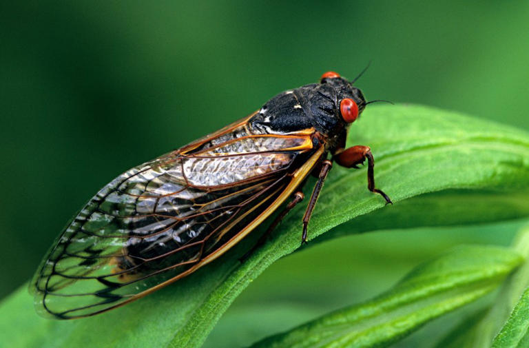 Rare, dual cicada emergence expected in 2024