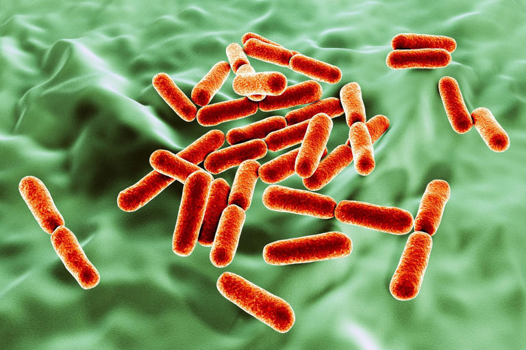 Scientists unveil the hidden respiratory mechanisms of gut bacteria