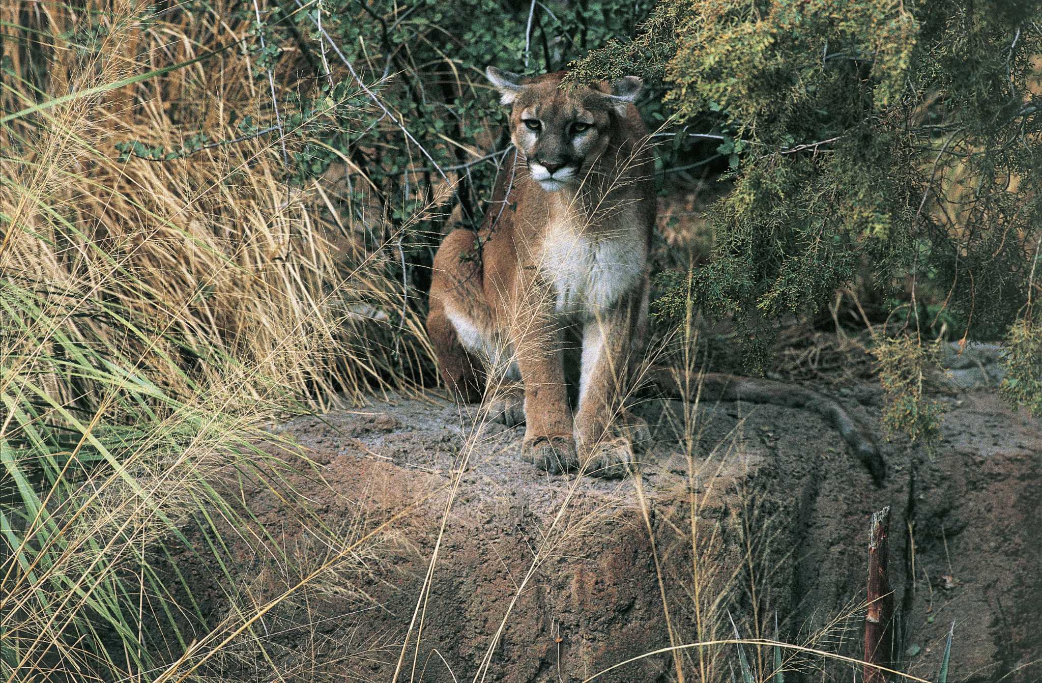 California Just Counted Its Mountain Lions Here Are The Results   AA1mF96Z.img