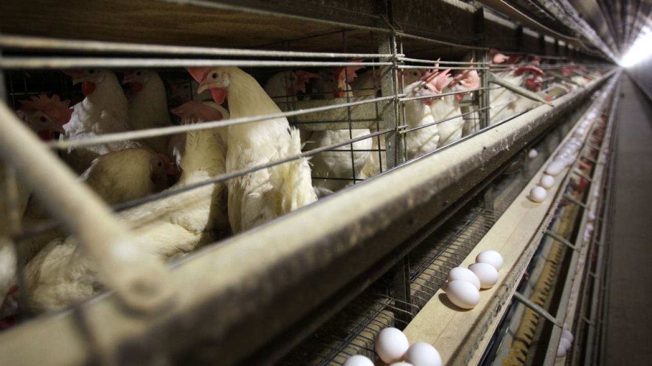 Rising Bird Flu Outbreaks Threatens National Poultry Egg Supply Again   AA1mFdgN.img