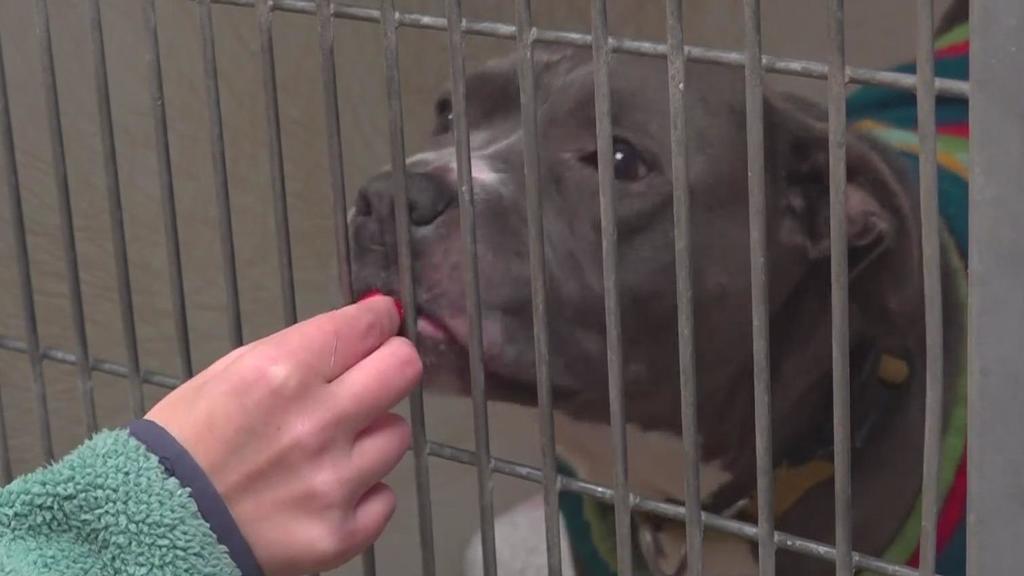 Bradshaw Animal Shelter Offers Free Dog Adoptions Due To Major Overcrowding