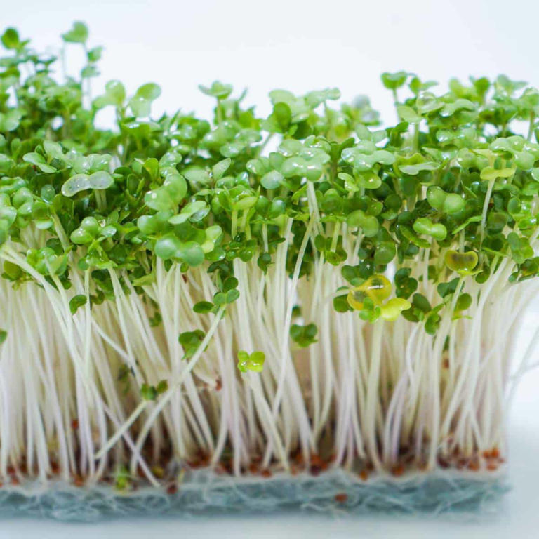 A Comprehensive Guide to Different Types of Sprouts
