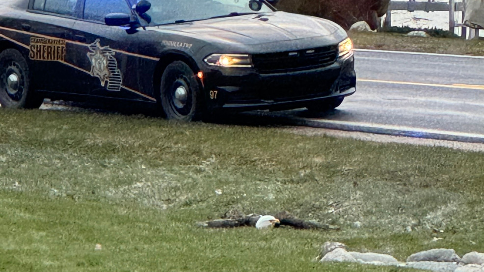 Bald Eagle Euthanized After Vehicle Collision In Grand Traverse County