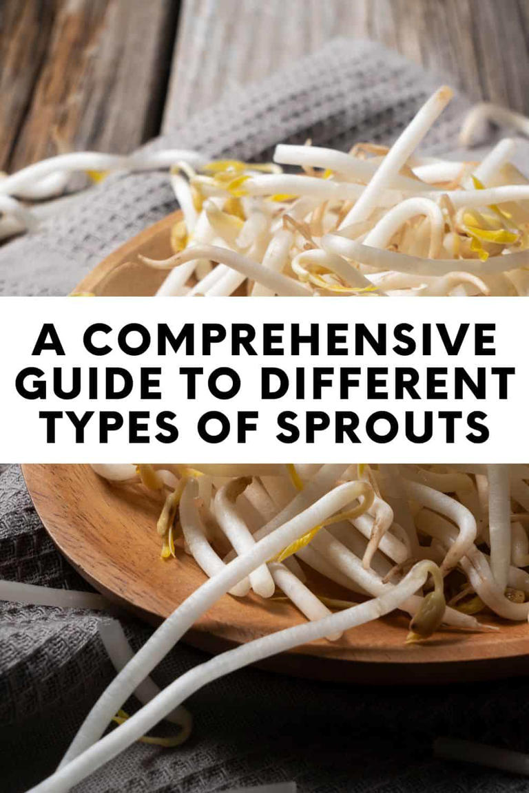 A Comprehensive Guide To Different Types Of Sprouts