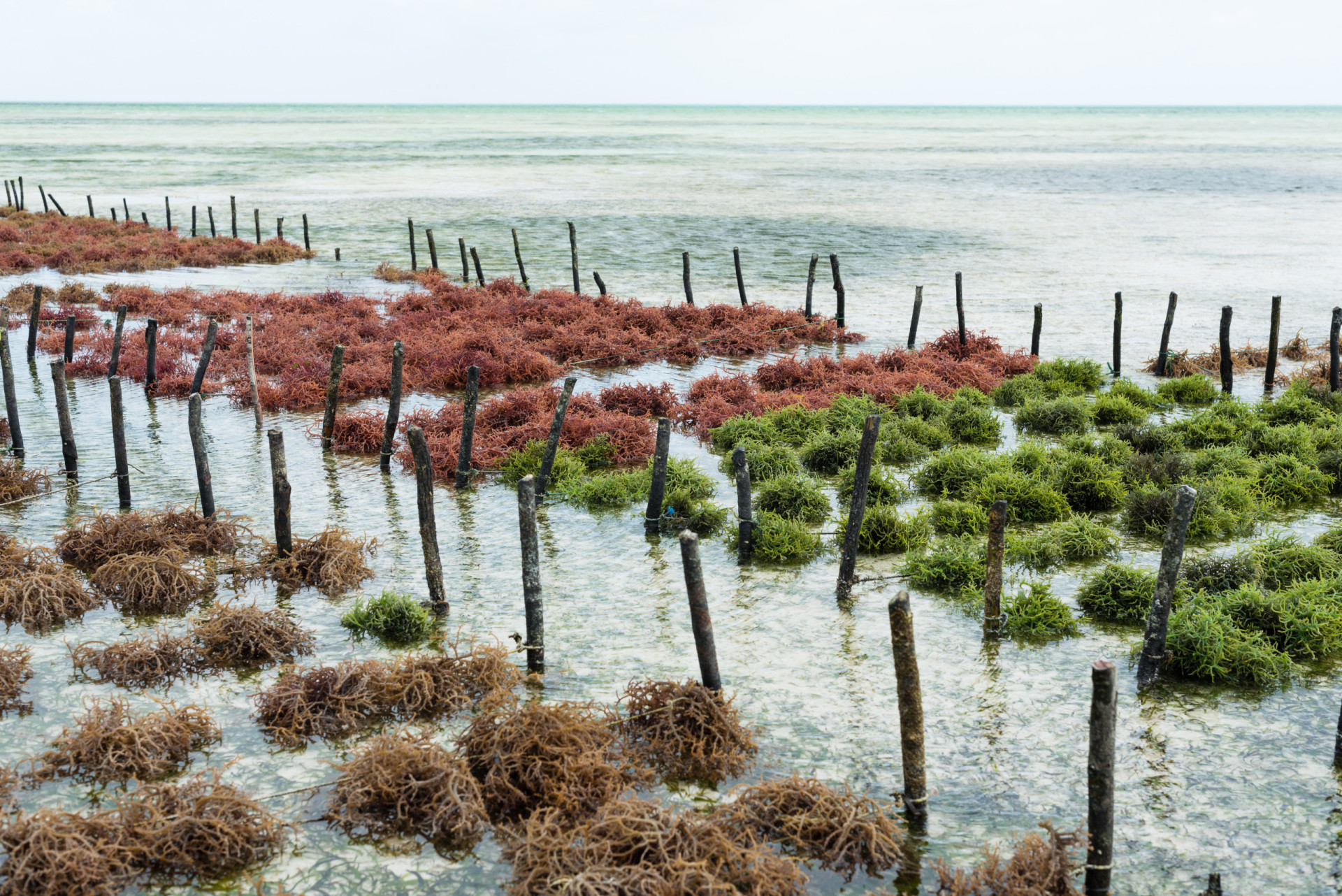 What makes seaweed a superfood?