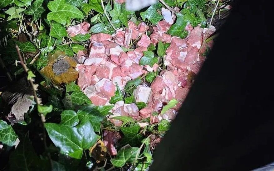 raw meat mysteriously strewn across northern town