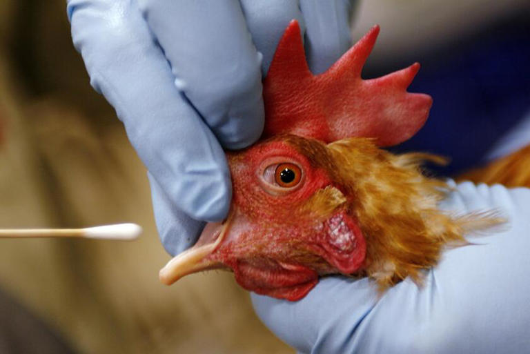 California poultry farmers are seeing a spike in avian flu, forcing