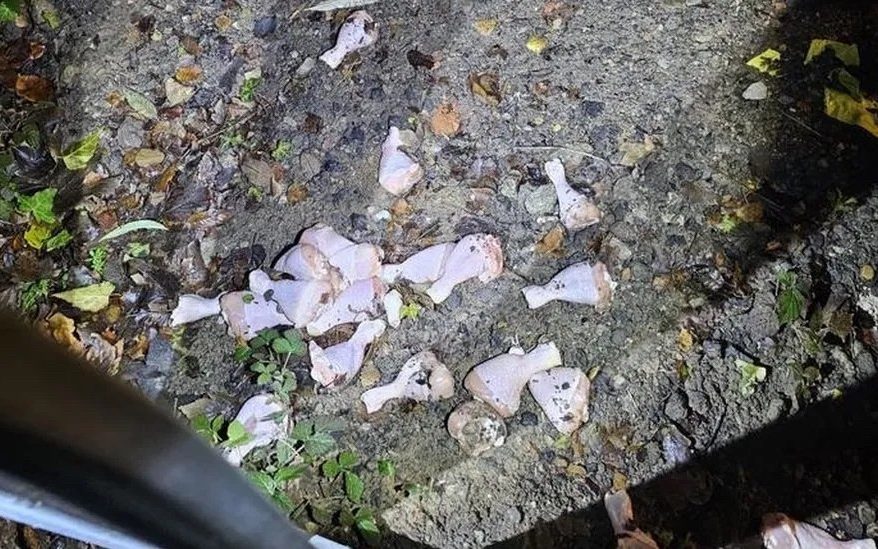 raw meat mysteriously strewn across northern town