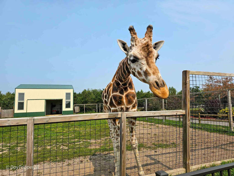 Are you ready for an unforgettable adventure? Look no further than Safari North Wildlife Park in Brainerd, MN! Prepare...