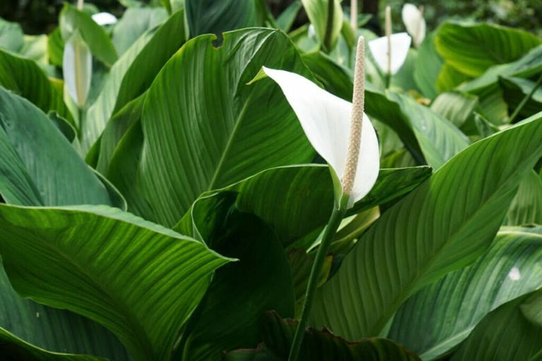 12 Amazing Uses and Benefits of Peace Lily Plants