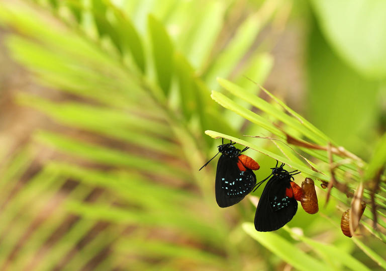 Want To Attract More Birds? Get Up-close View With Seed Variety 