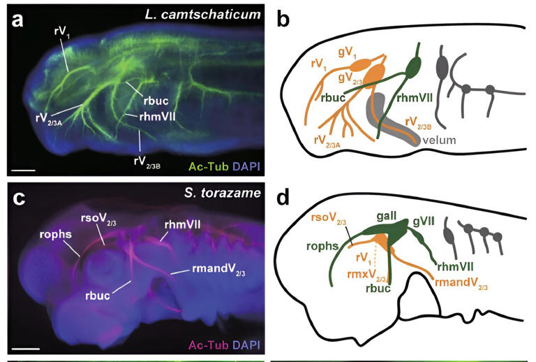 Study gathers new insight about the evolutionary origin of vertebrate jaws