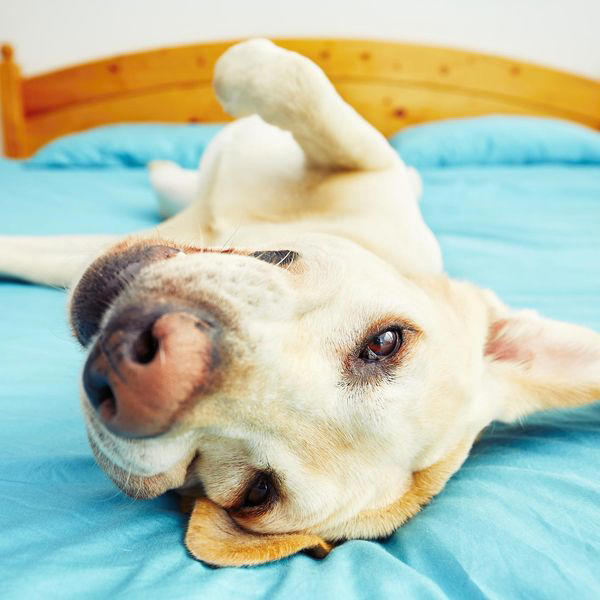 Best Dog Breeds for Sleeping in Your Bed